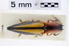 Foto (Dorsalansicht) von Semiotus cyrtomaris (Wells, 2007)